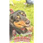 Puppy’s fans come
