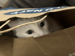 CATS ARE FOREVER!!!