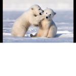 White-Wolf-10