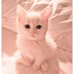 🎀