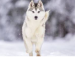 Husky Dogs!!! :o XD