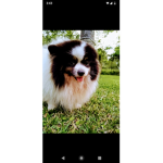 Topy