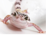 Team gecko.