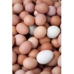 new yolk city
