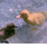 aesthetic ducks