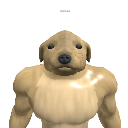 staring dog 