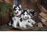 Army of decorating puppies