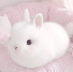 pjnk