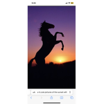 Sunset riding farm