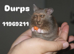 durps