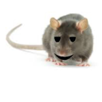 Chill Rat Legion