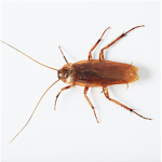 Flying roaches