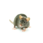 Rat Universe