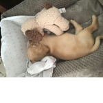 Dogs are the best love