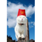 a group which i will use cat land