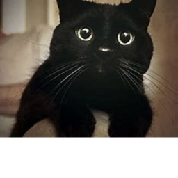 Meow Obby