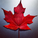 Maple Sticks