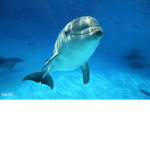 dolphin fan page