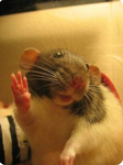 The Rat Rats Group