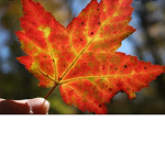 Autumn yassss leaves group cmon!