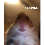 HAMSTER BY DA HOOD