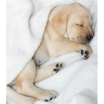 Lazy Labradors