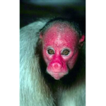 The Moist Monkeys