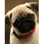 Puggy Double Trouble Squad