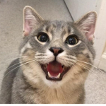 Ultimate ROBLOX Cat Group