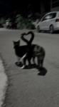 black cats rule!