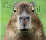 capybara squad……………………………