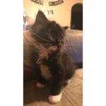 Iluvgatos