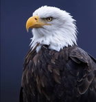 The Eagle Foundation