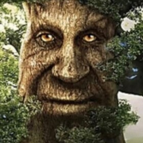 The Enchanted Forest