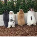 Las conejas kawaii