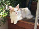 Good kitty