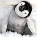 Cool Penguin Squad