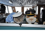 A Cruise For Cats