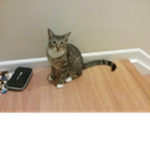OliverTheCat Studios
