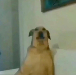 마시