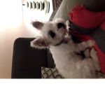 Teddy's place
