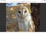 The Table Of Owls