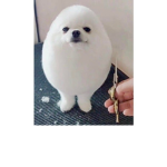 The Eggdog Fan Club