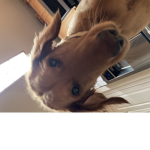 Petsss UNITED