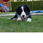 Mister.Penguik family