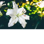 ~ Lilly's ~