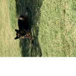 Dogs @re cute