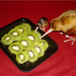 •The Kool Kiwis•