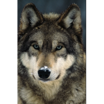 Savage wolf pack!!!