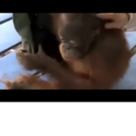 Bruh monke